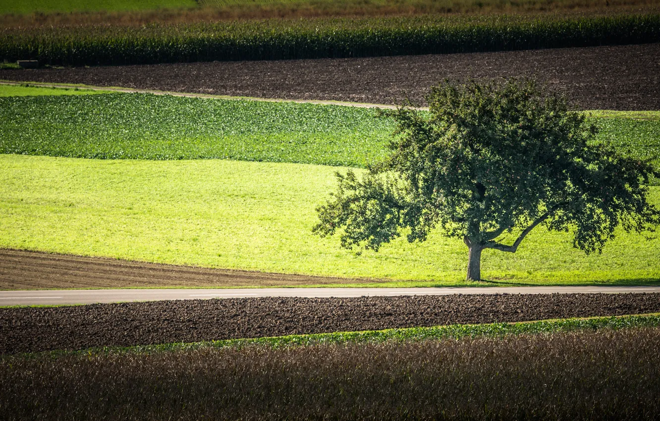 Фото обои дорога, поле, деревья