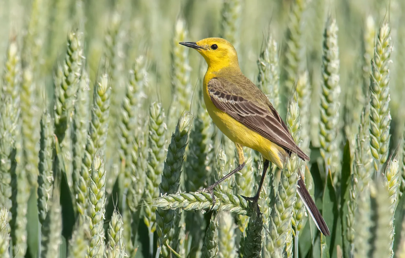 Фото обои пшеница, птица, колосья