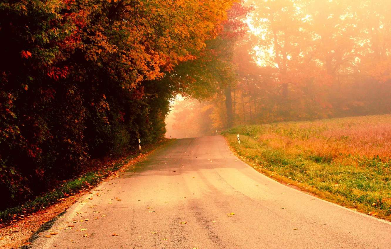 Фото обои дорога, осень, деревья, туман, утро
