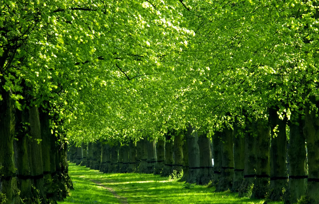 Фото обои зелень, деревья, природа, весна, алея