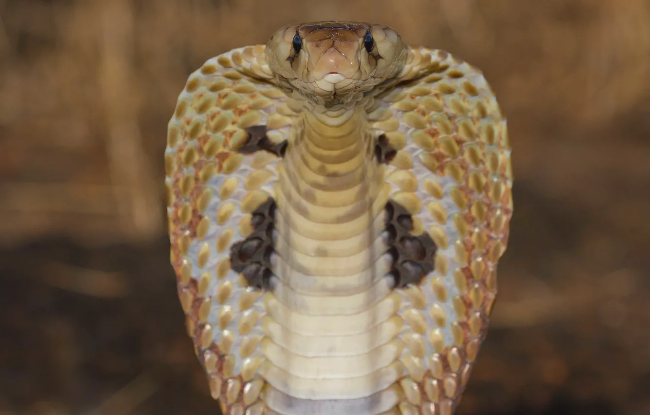 Фото обои viper, close-up, reptile, cobra snake, king cobra