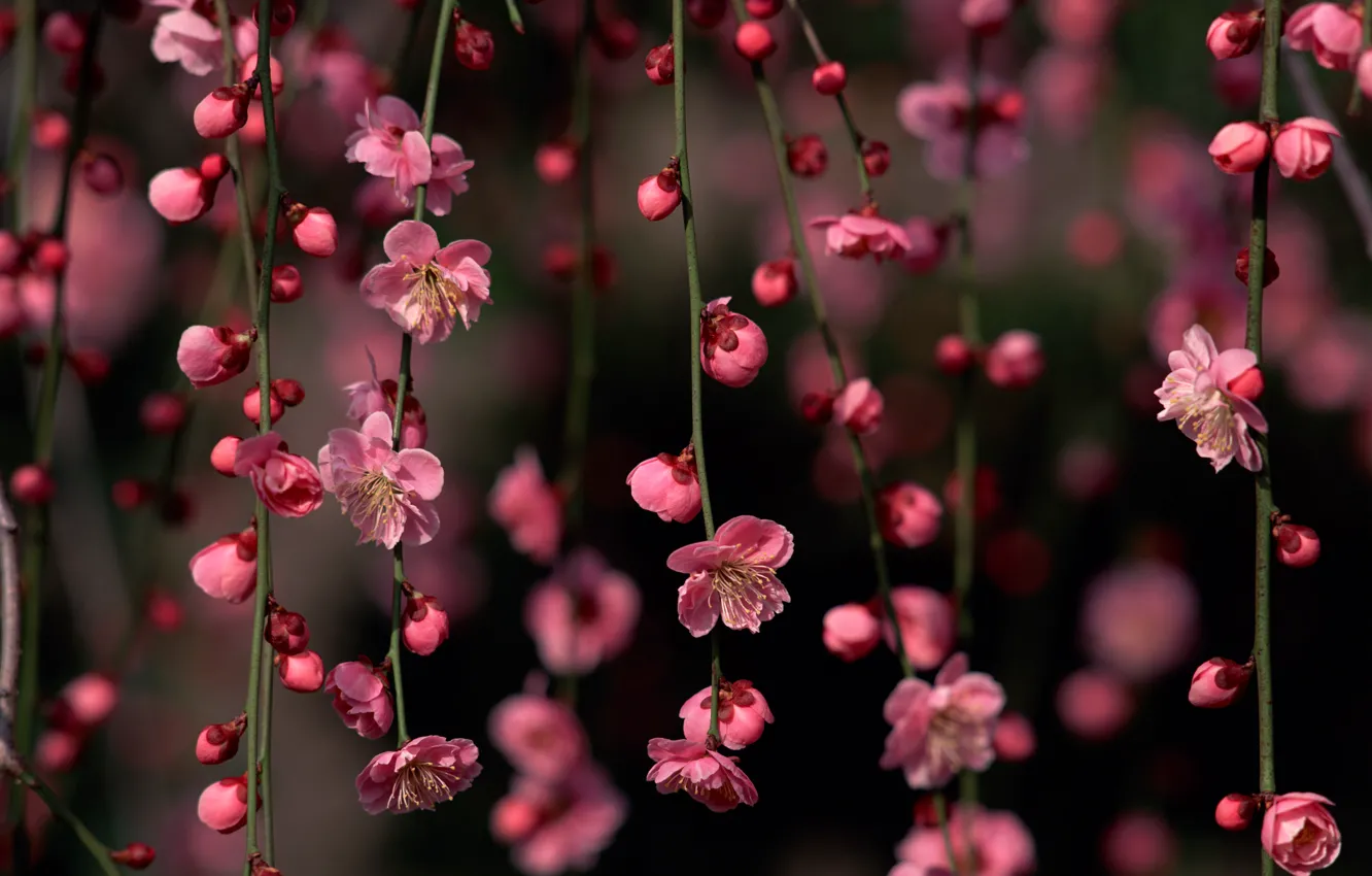 Фото обои цветы, ветки, сакура, бутоны