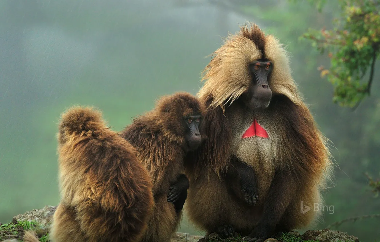 Фото обои примат, Эфиопия, гелада, Simien Mountains National Park