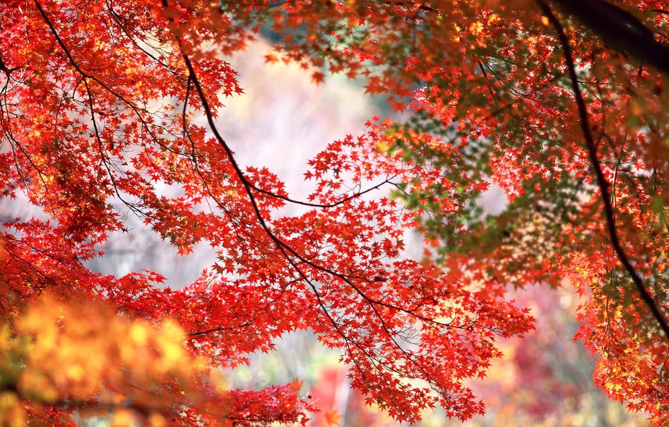 Фото обои осень, деревья, ветки, красные, оранжевые, кленовые листья