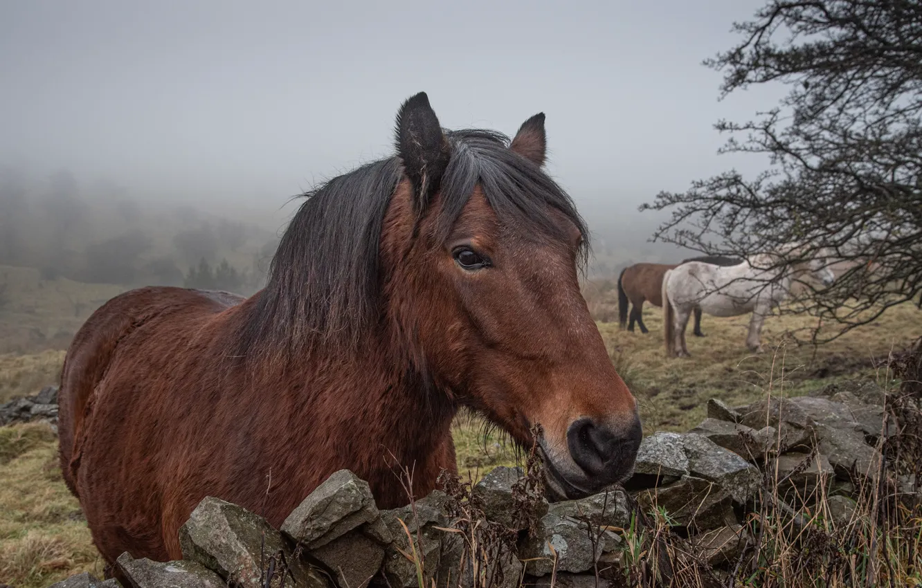 Фото обои природа, туман, камни, лошади, луг