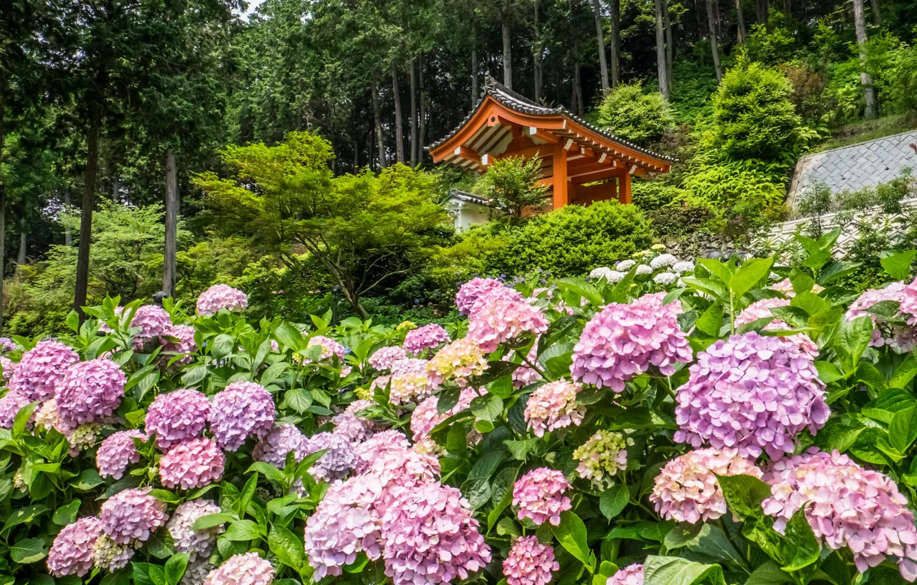 Фото обои деревья, цветы, Япония, храм, Japan, беседка, Kyoto, Киото