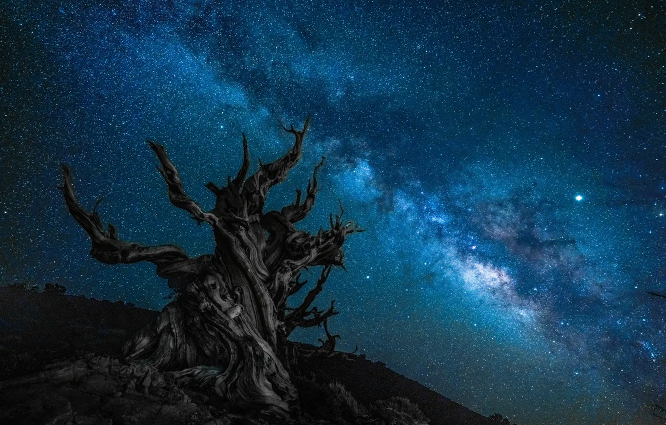 ночное небо. ночное небо арт. звездное небо дерево. звездное небо сквозь деревья. звездное небо дерево.