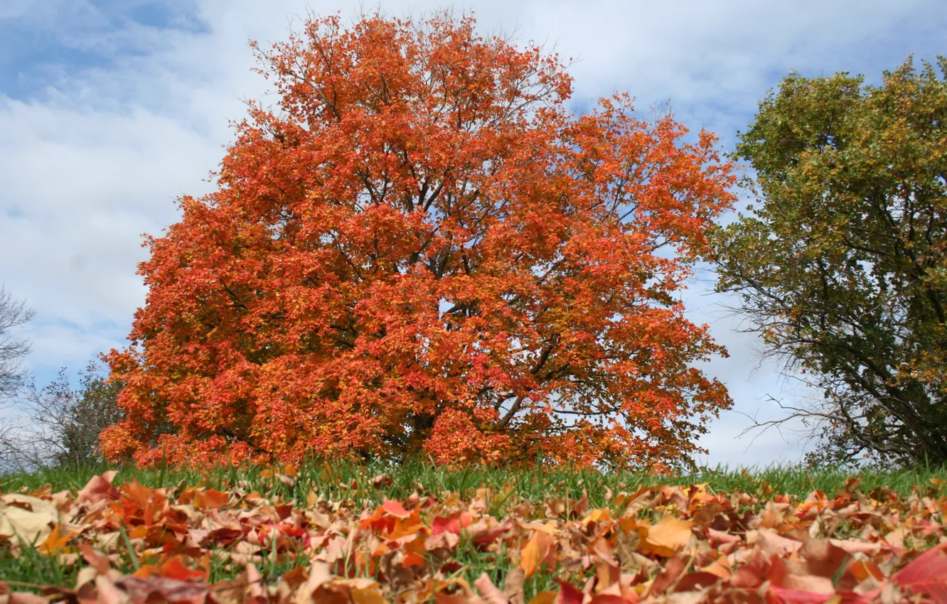 Фото обои деревья, листва, Осень, trees, autumn, leaves, fall