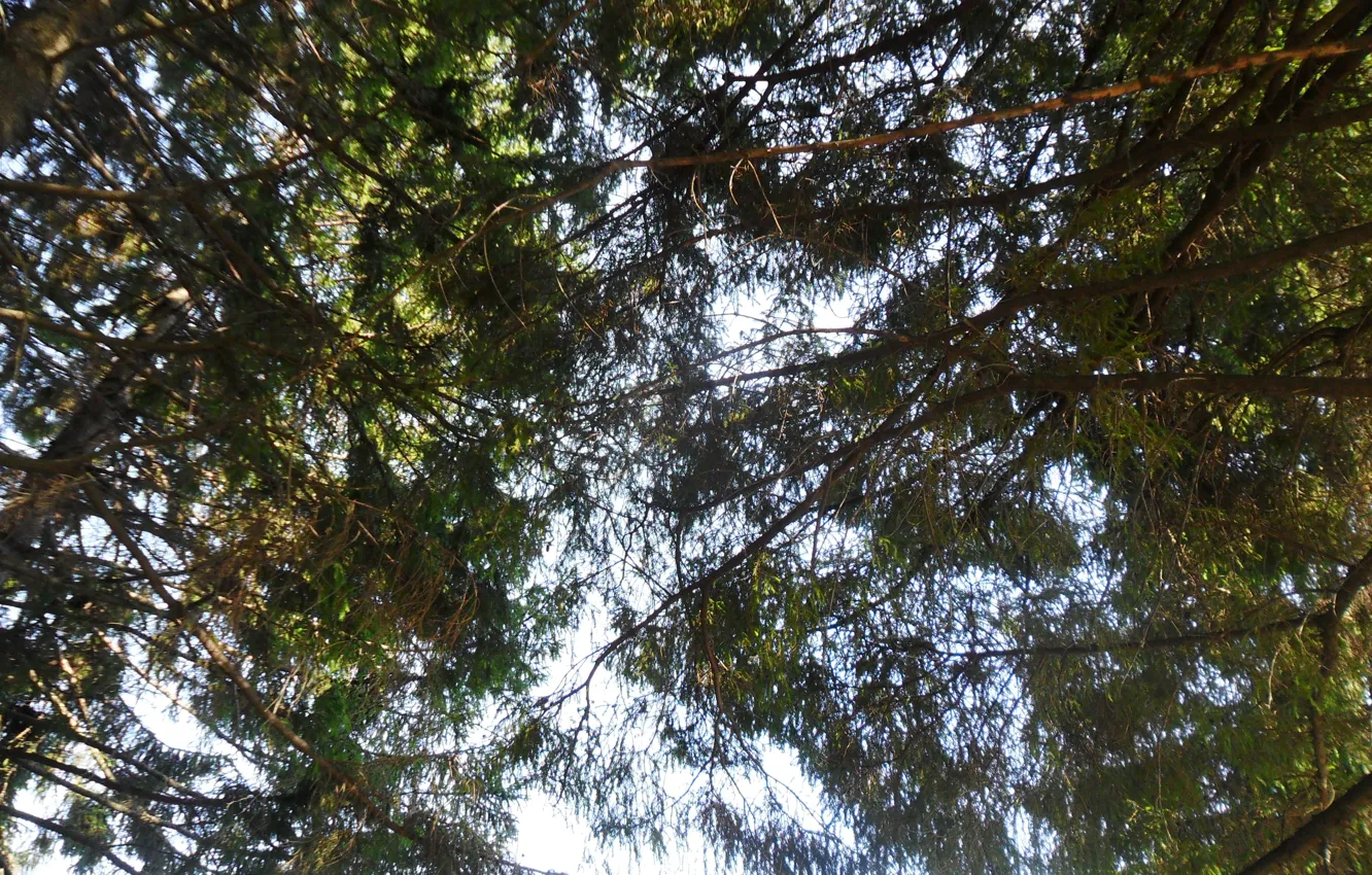Фото обои небо, деревья, природа