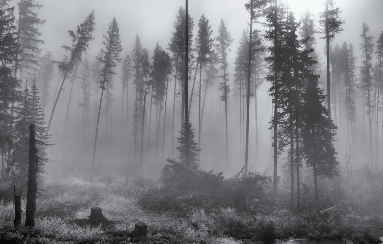 Фото обои лес, деревья, природа, туман, black & white, черно-белое, монохром