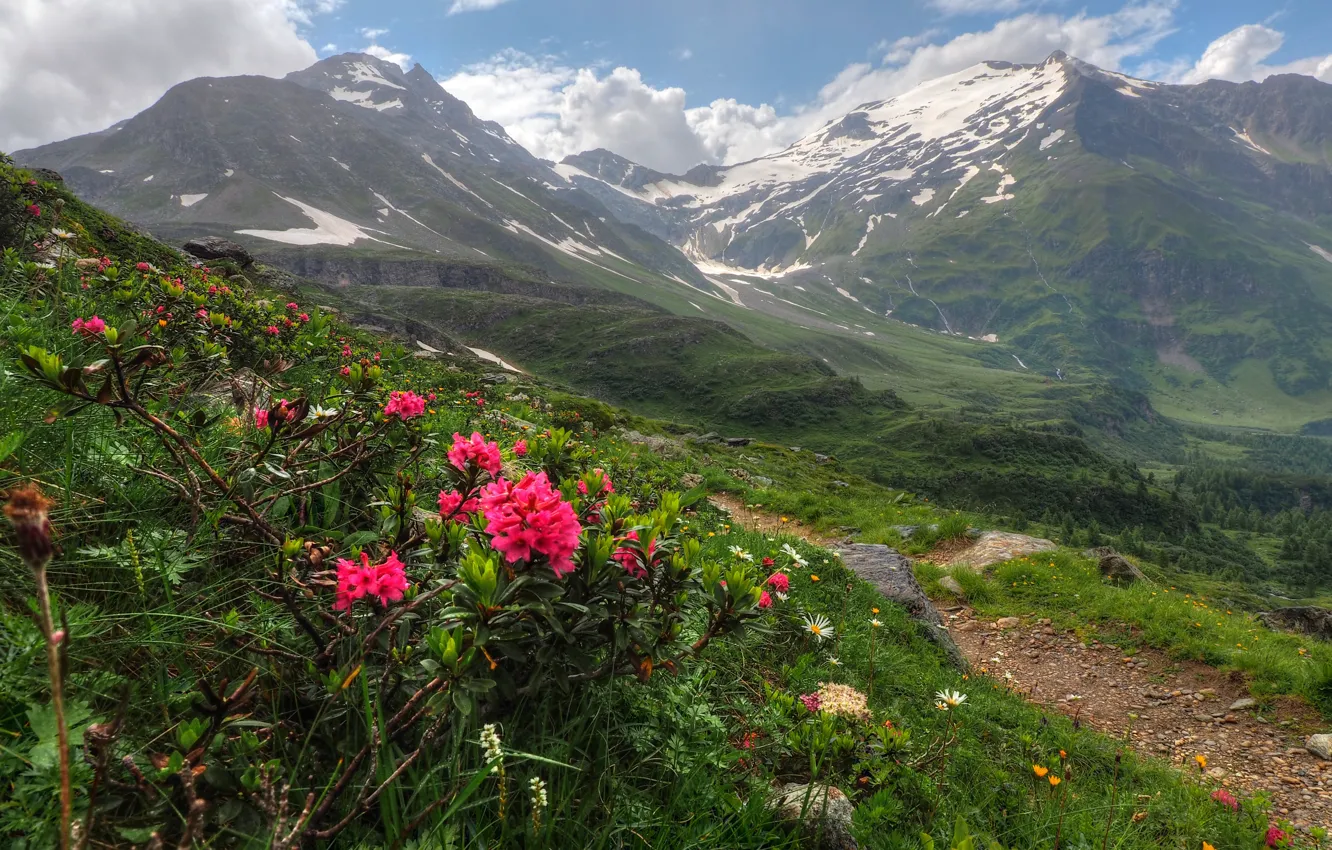 Фото обои Цветы, Природа, Горы, Австрия, Панорама, Nature, Grass, Flowers