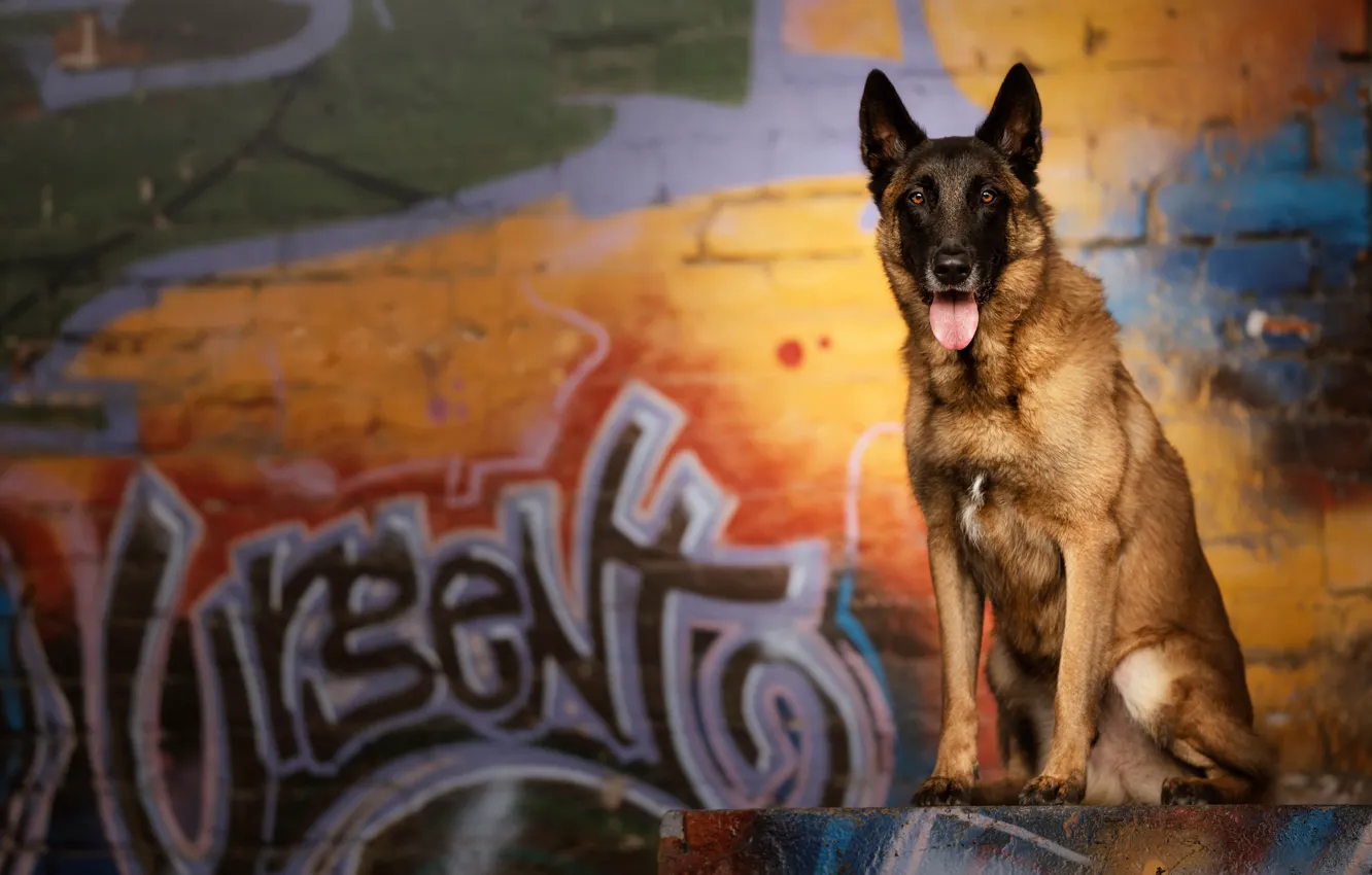 Фото обои фон, друг, собака