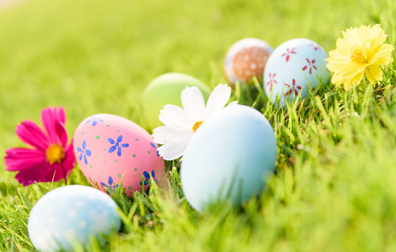 Фото обои трава, цветы, яйца, Пасха, happy, flowers, eggs, easter