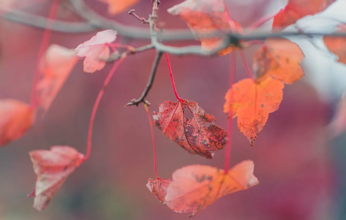 Фото обои осень, листья, красные, листочки