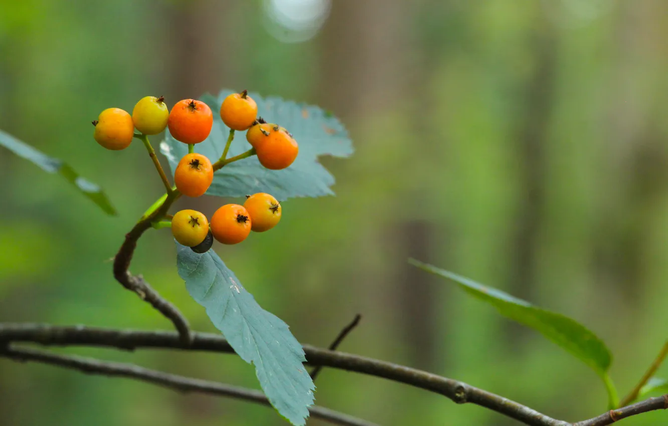 Фото обои fruit, leaf, small, twig