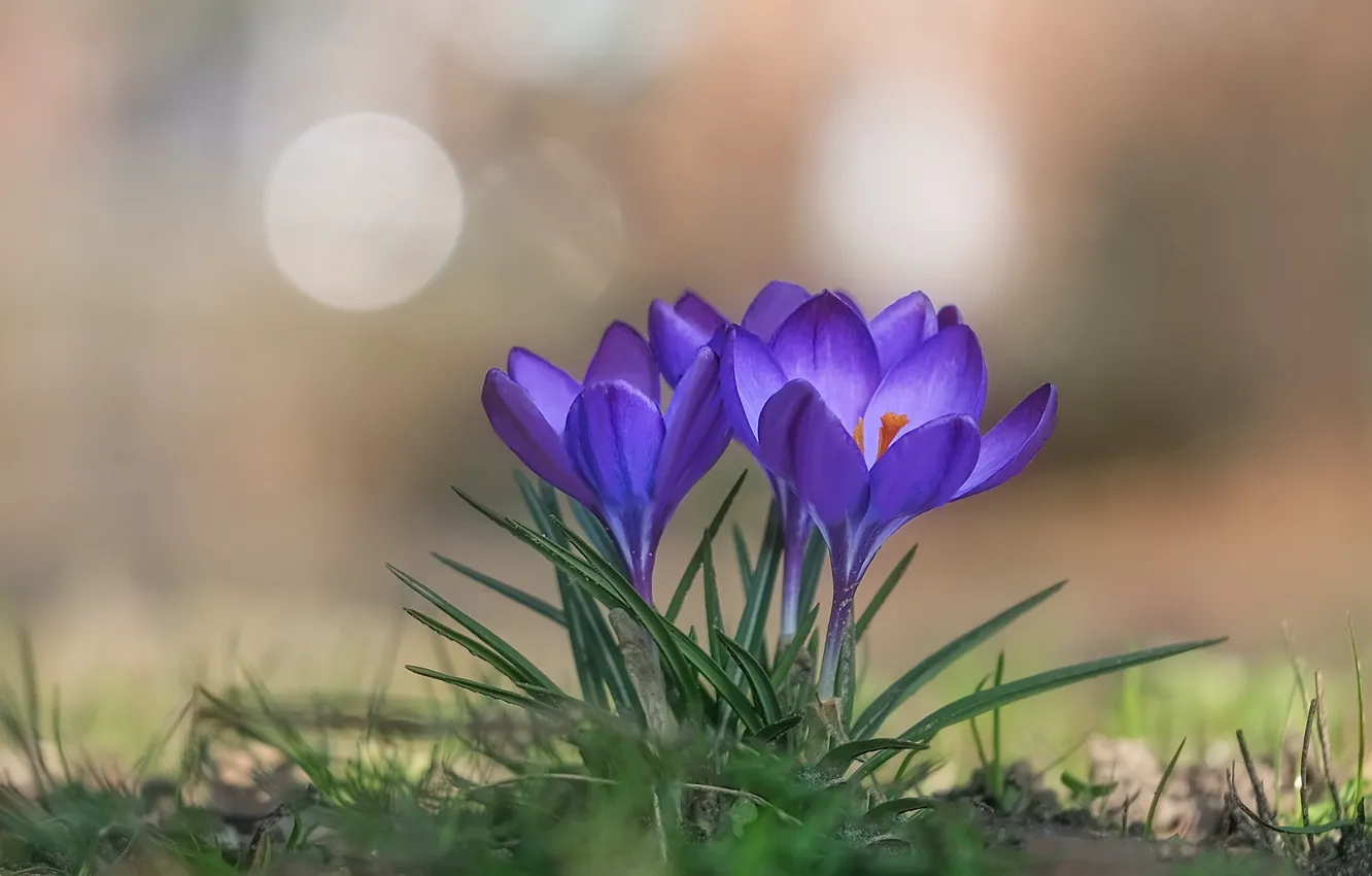 Фото обои фон, весна, крокусы, шафран