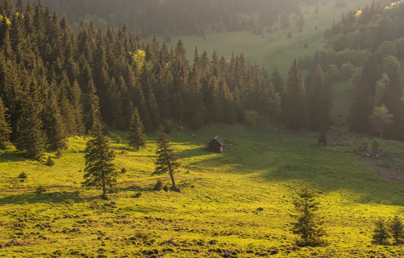 Фото обои зелень, лес, трава, солнце, деревья, горы, долина, склон