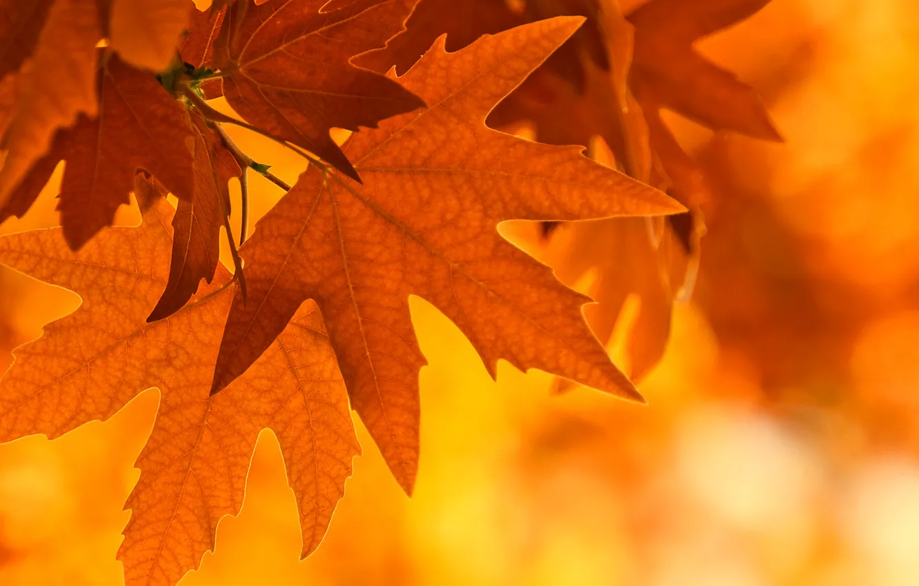 Фото обои осень, листья, свет, лист, ветка, клен