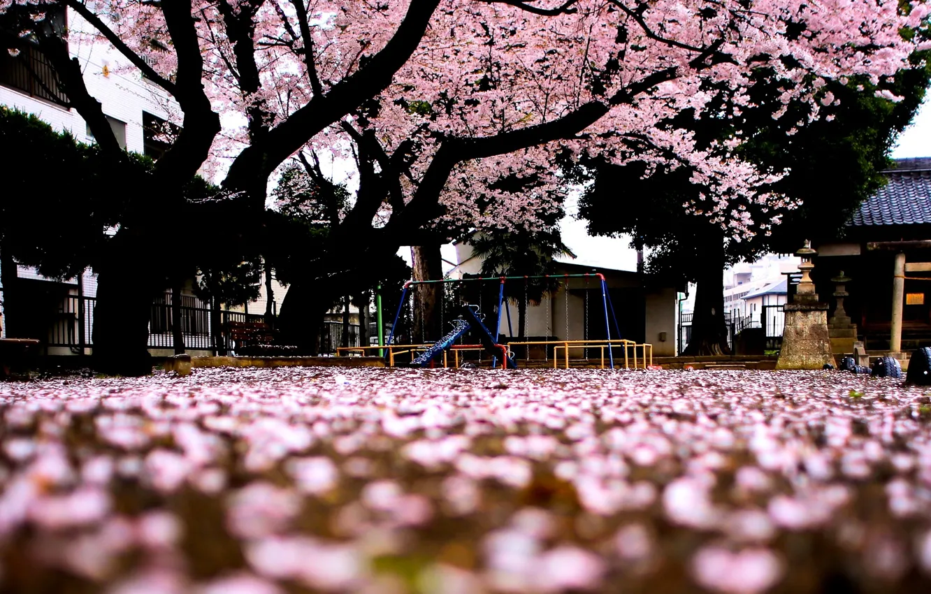 Фото обои макро, деревья, фон, дерево, розовый, widescreen, обои, сакура