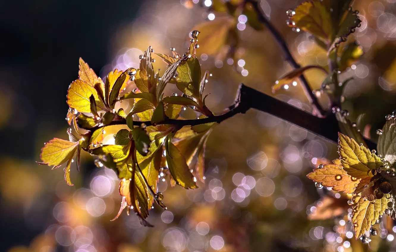 Фото обои листья, вода, капли, макро, природа, ветка, боке, Неля Рачкова
