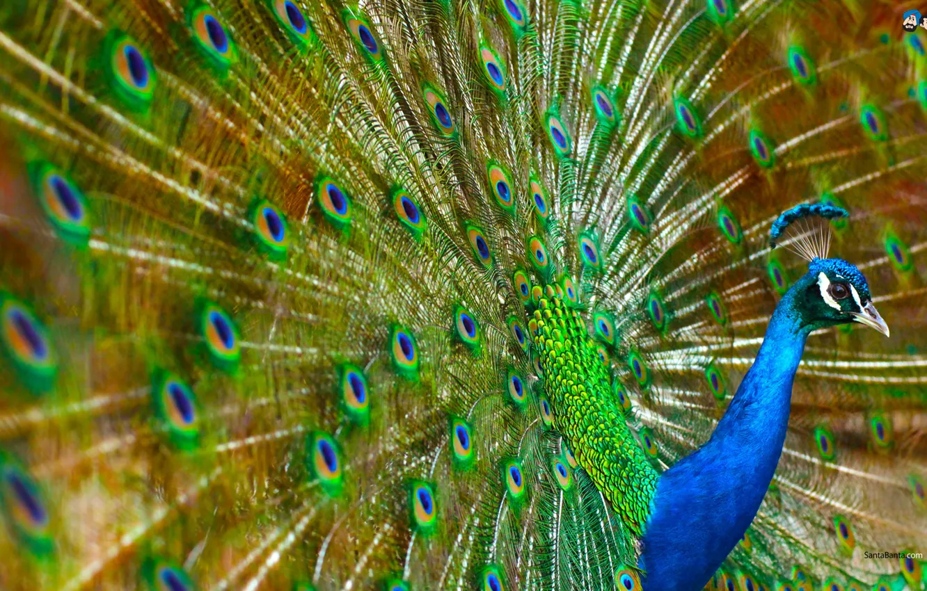 Фото обои Colorful, Peacock, Bird