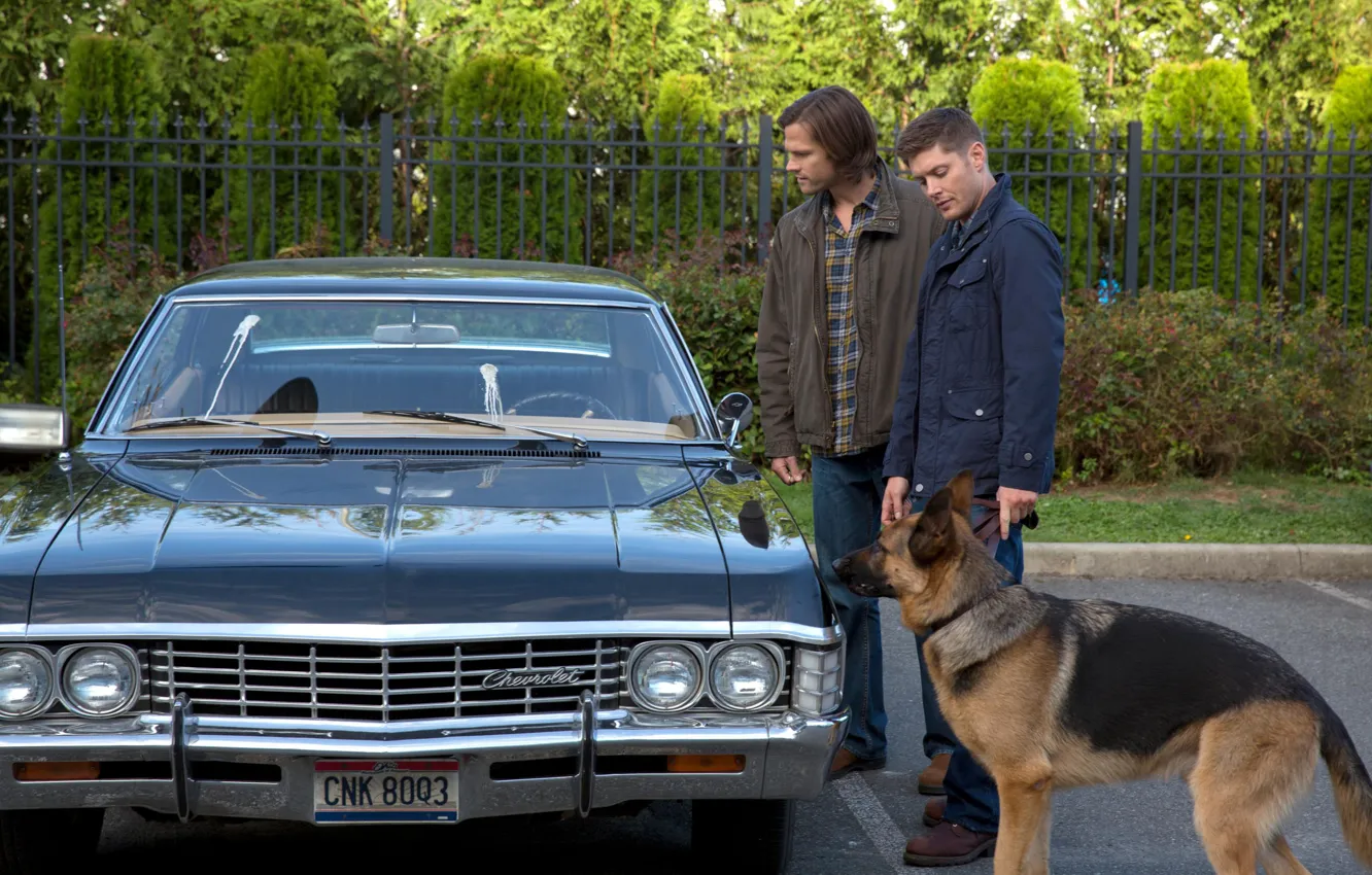 Фото обои сериал, Supernatural, Сверхъестественное, овчарка, сэм, дин, Джаред Падалеки, Дженсен Эклс