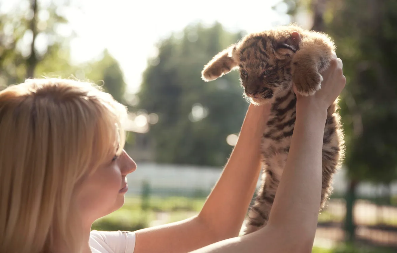 Фото обои девушка, котёнок, тигрёнок