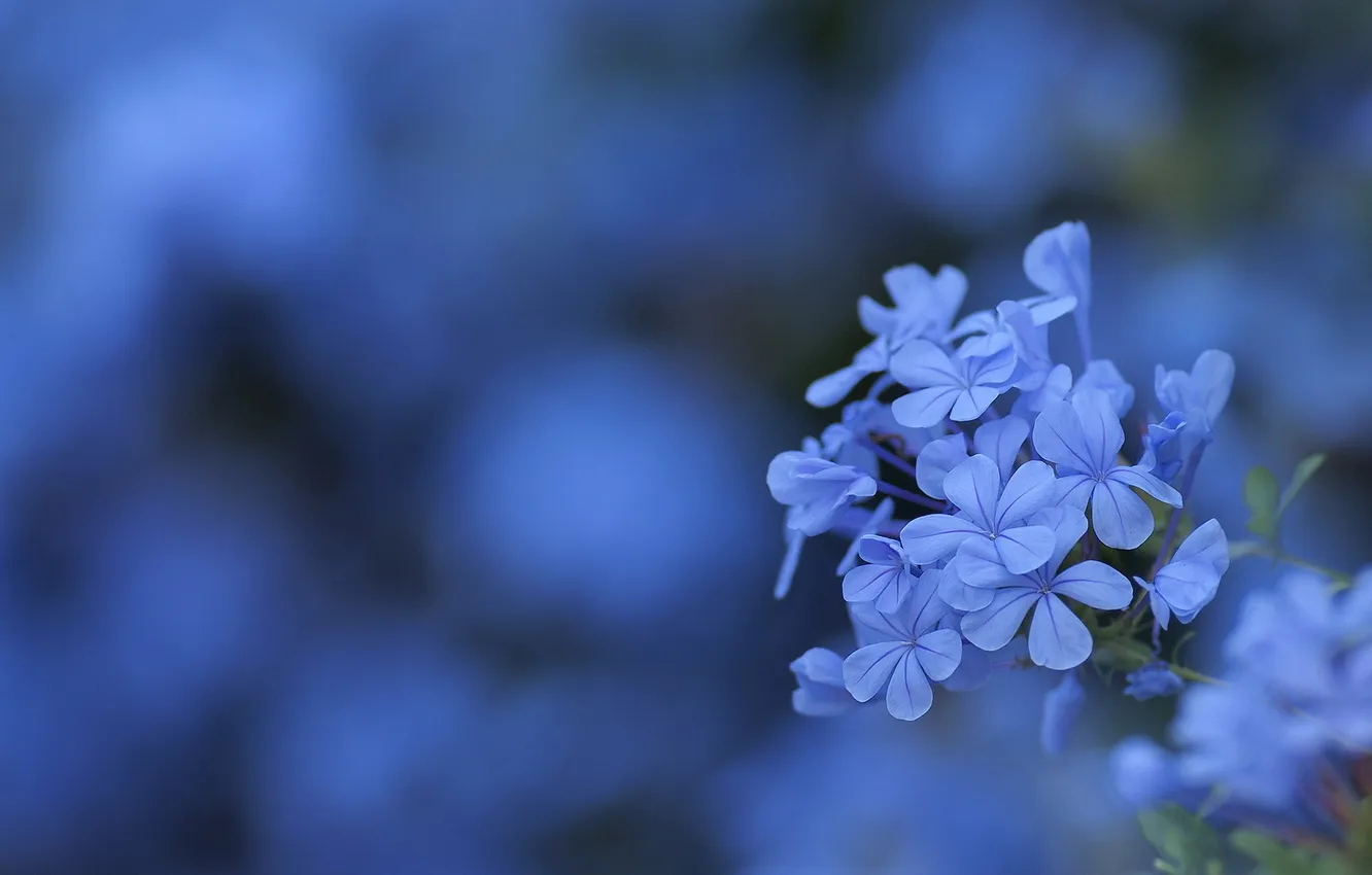 Фото обои цветок, цветы, фон, размытость, голубые, соцветие