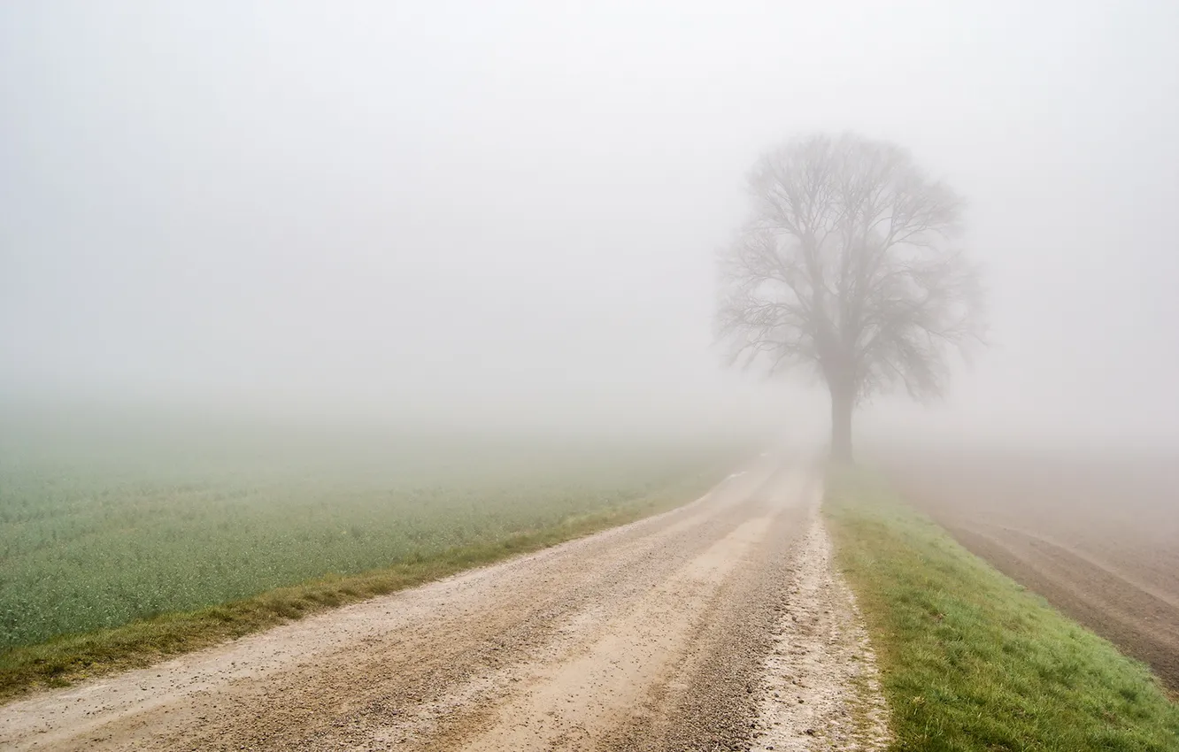 Фото обои дорога, туман, дерево