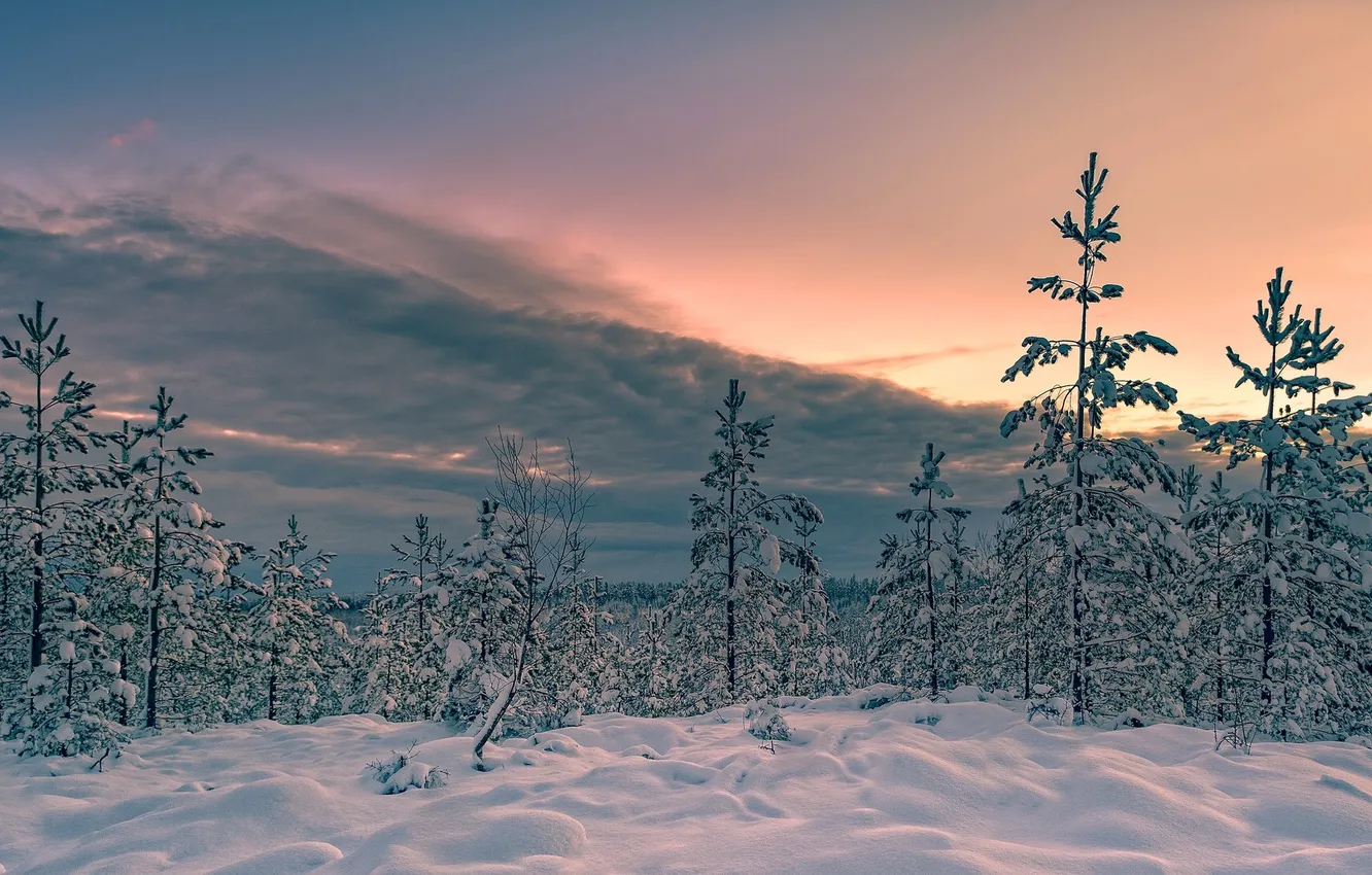 Фото обои зима, снег, деревья, закат