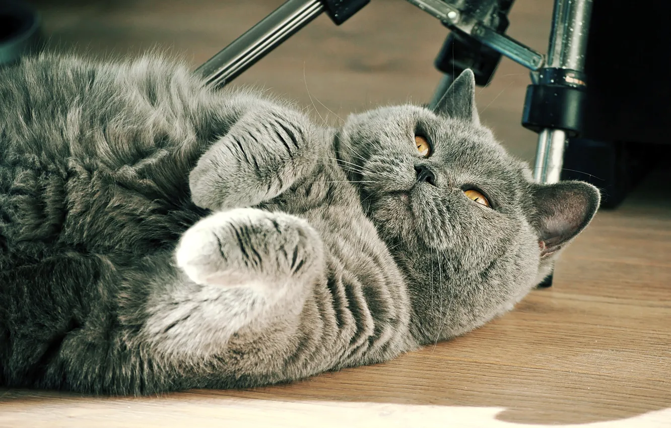 Фото обои серый, cat, британец