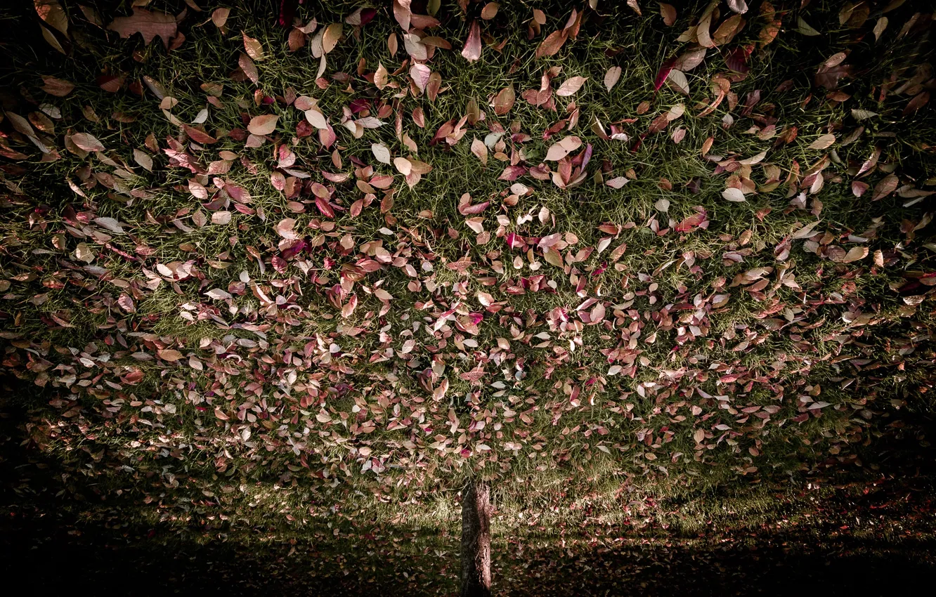 Фото обои трава, листья, деревья