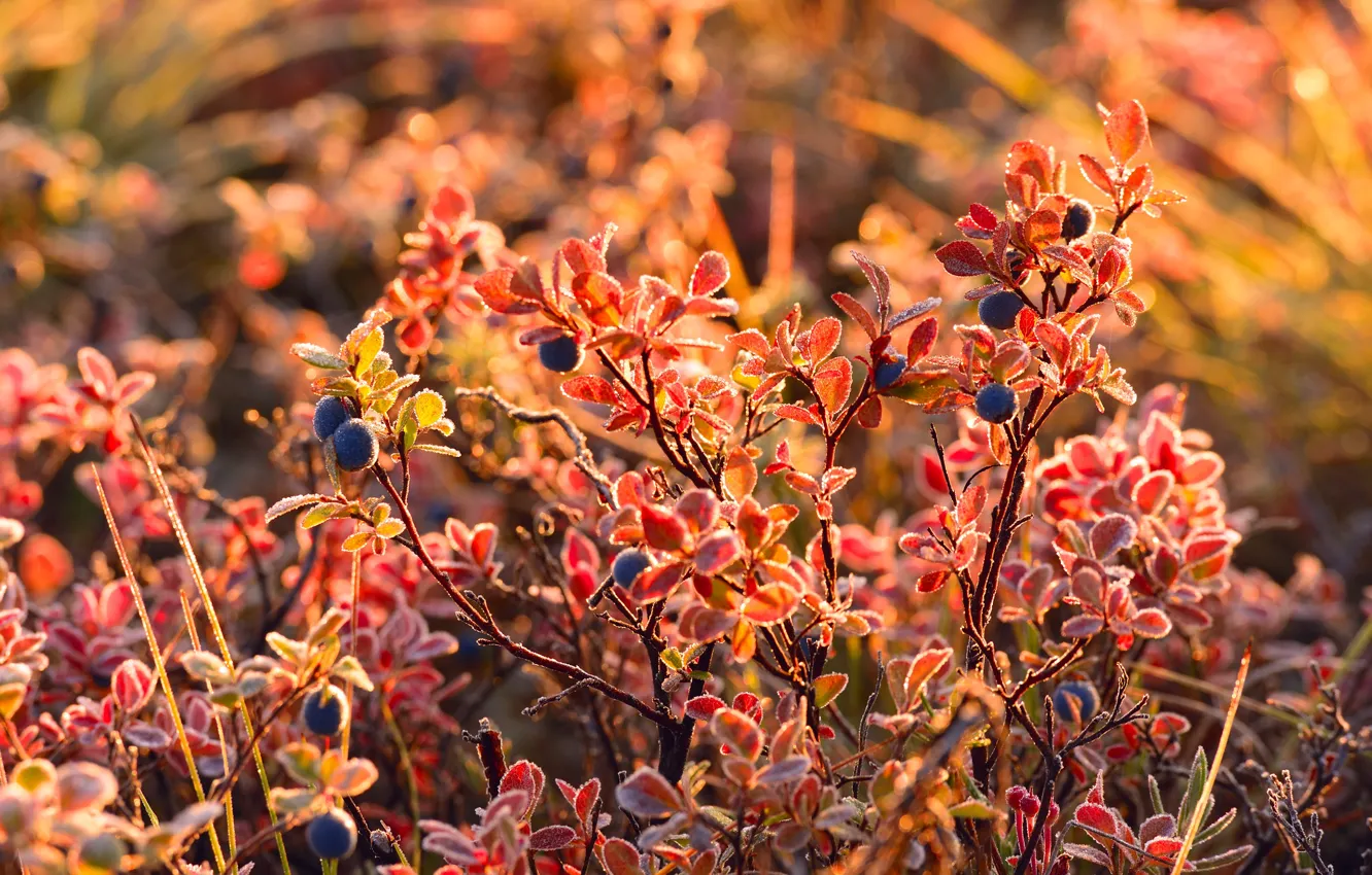 Фото обои ягоды, blueberry, голубика