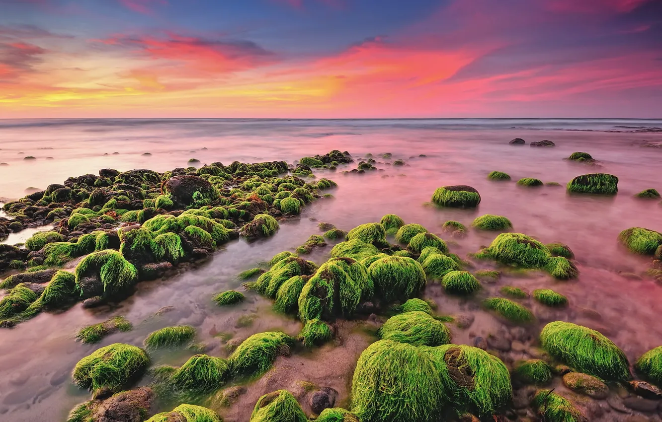 Фото обои море, пляж, водоросли, камни, рассвет, утро