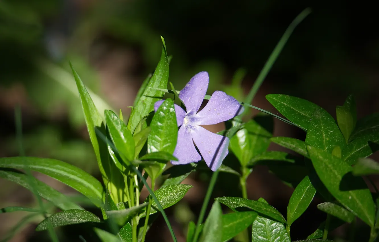 Фото обои лес, цветы, природа, весна, борвинок