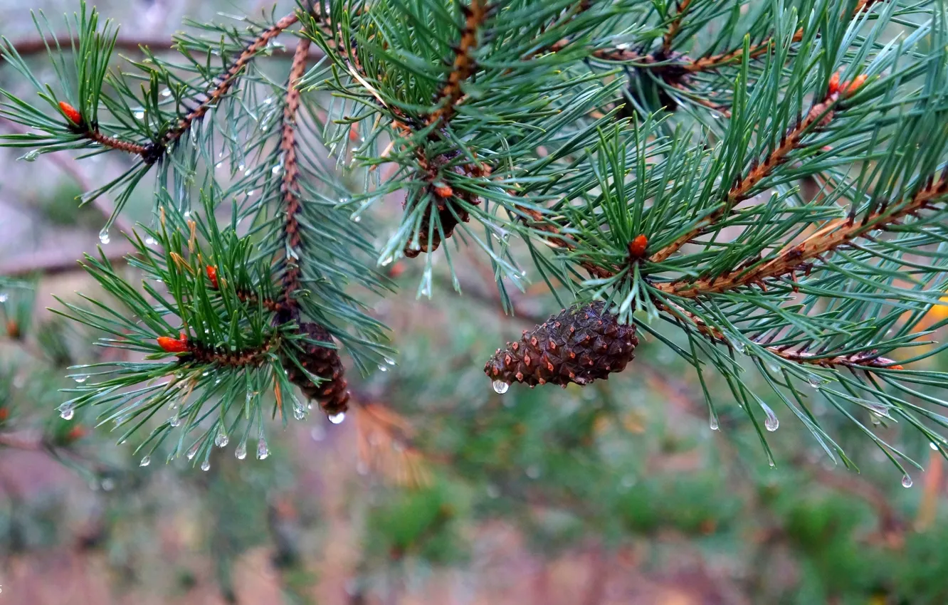 Фото обои green, pine, twig, cone