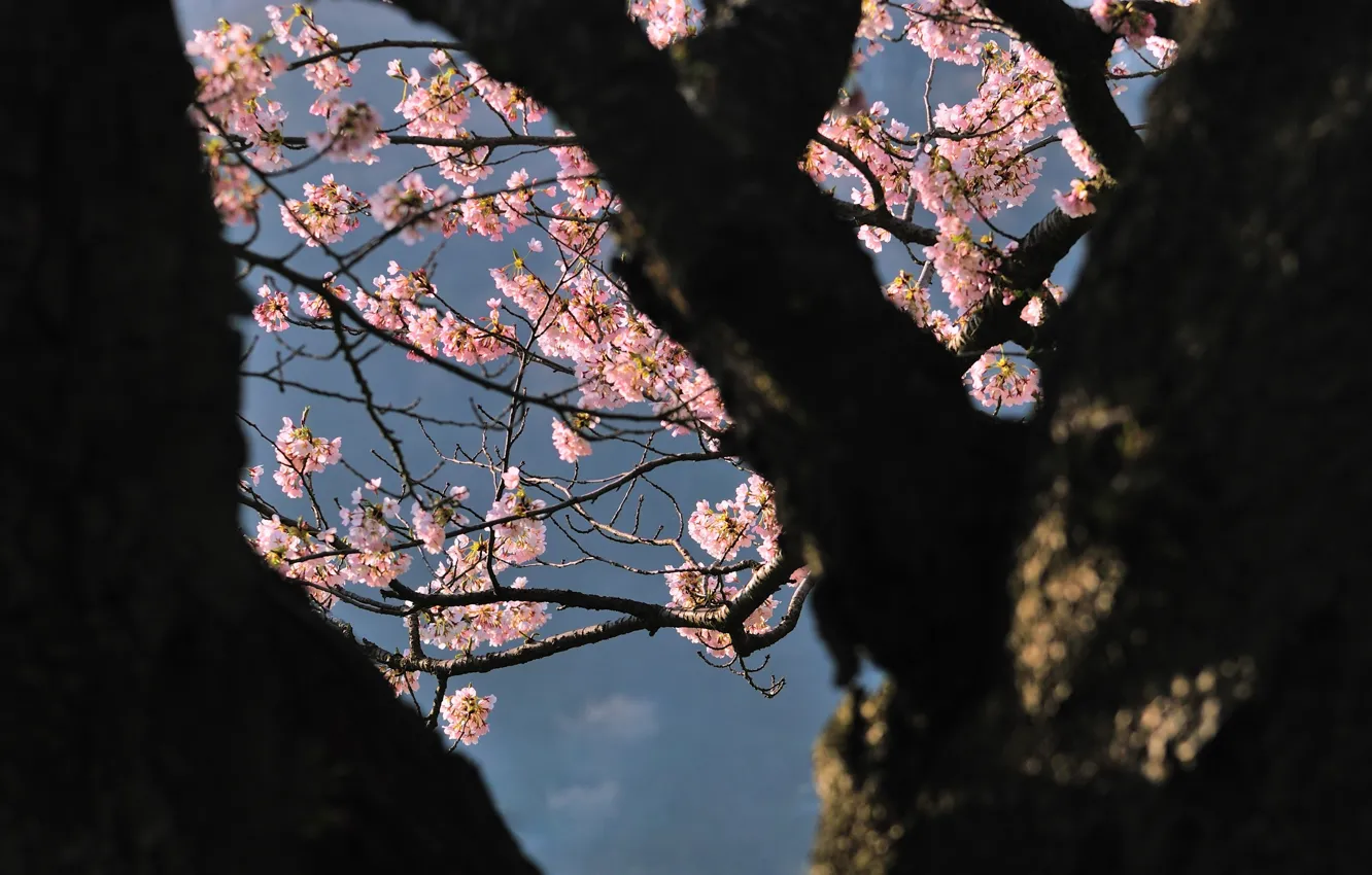 Фото обои дерево, Япония, сакура