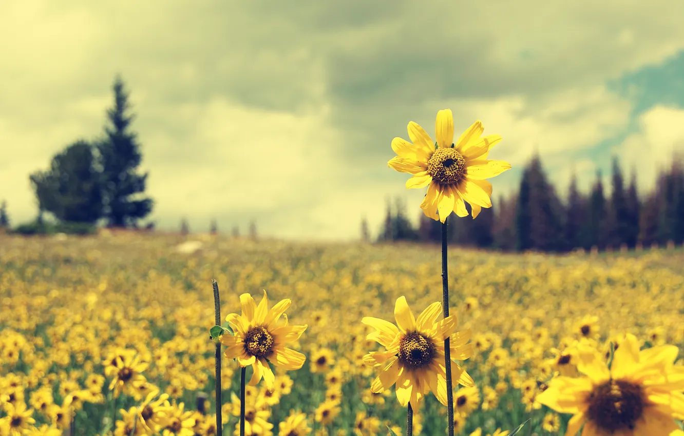 Фото обои поле, цветы, желтые