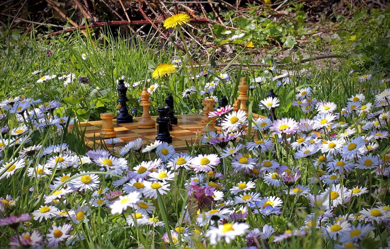 Фото обои лето, цветы, природа, шахматы