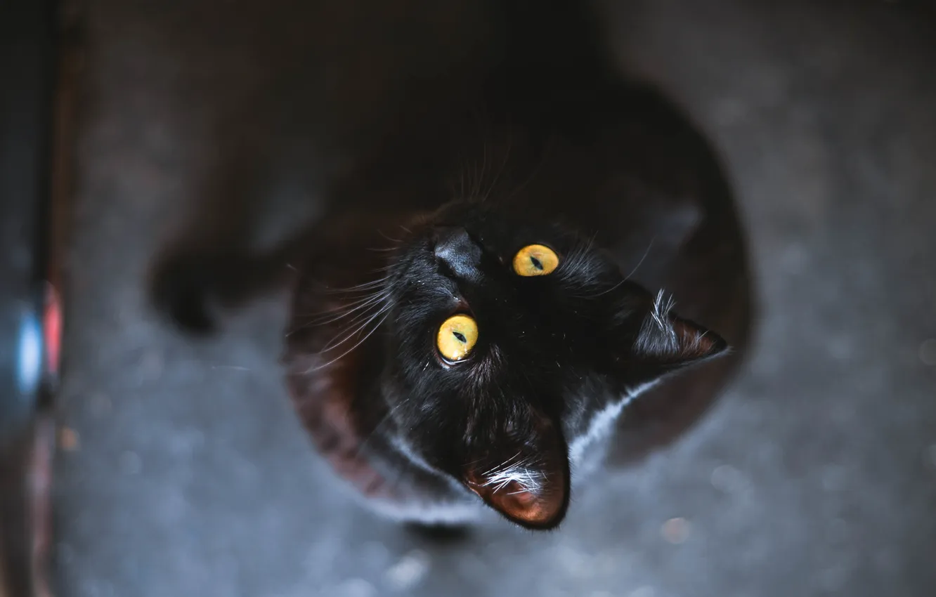 Фото обои глаза, кот, животное, черный, желтые, шерсть