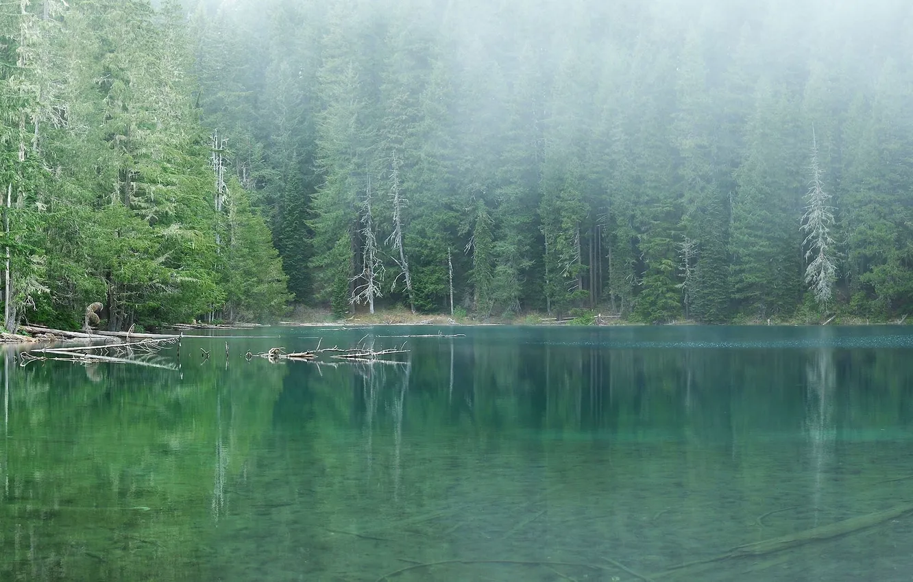 Фото обои лес, вода, деревья, пейзаж, природа, туман, озеро, forest
