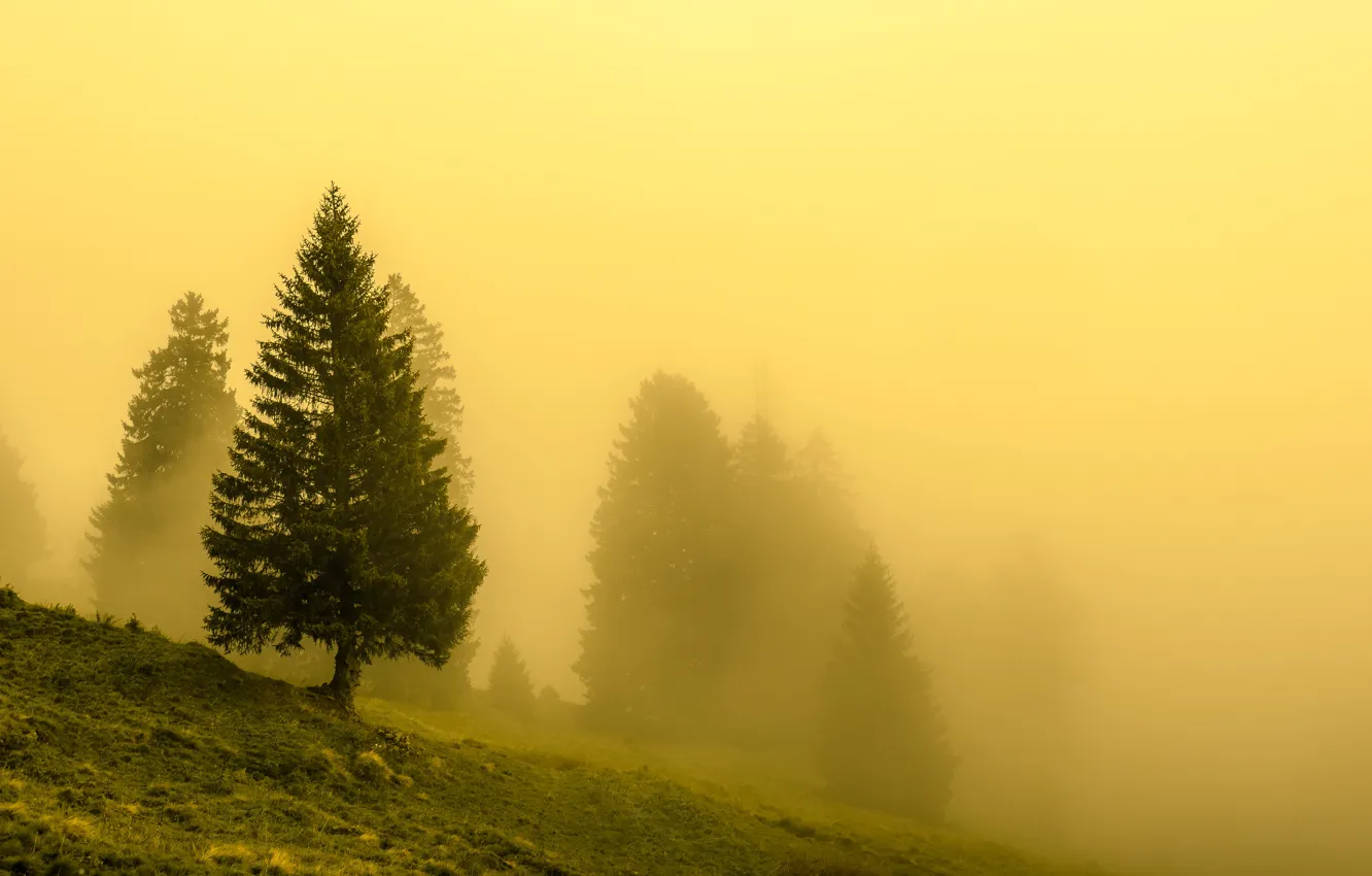 Фото обои природа, туман, дерево