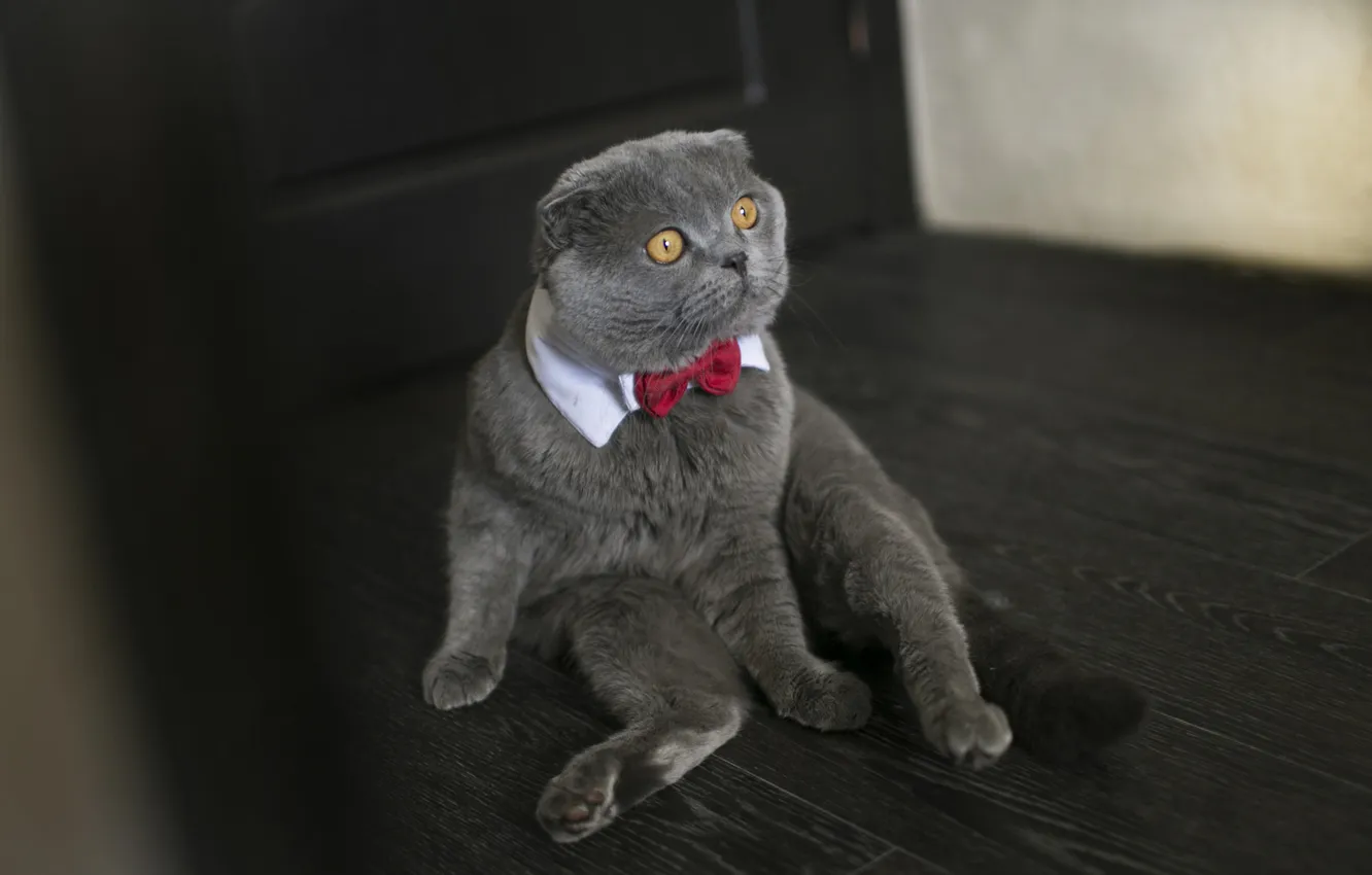 Фото обои кошка, кот, взгляд, поза, милый, мордашка