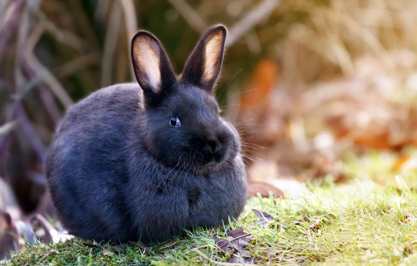 Фото обои трава, природа, шерсть, кролик, уши
