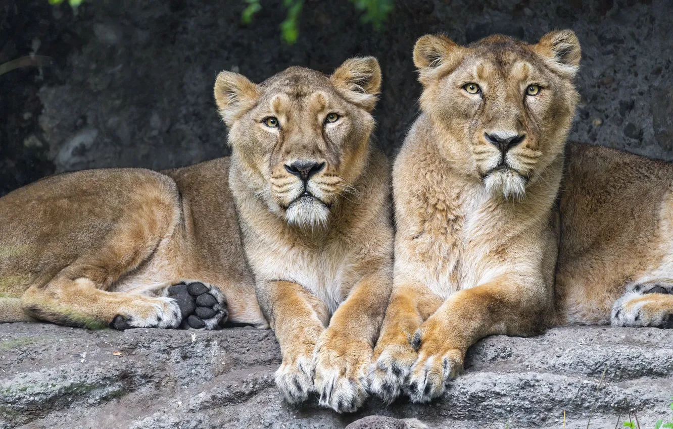 Фото обои lions, animal, big cats, lionesses