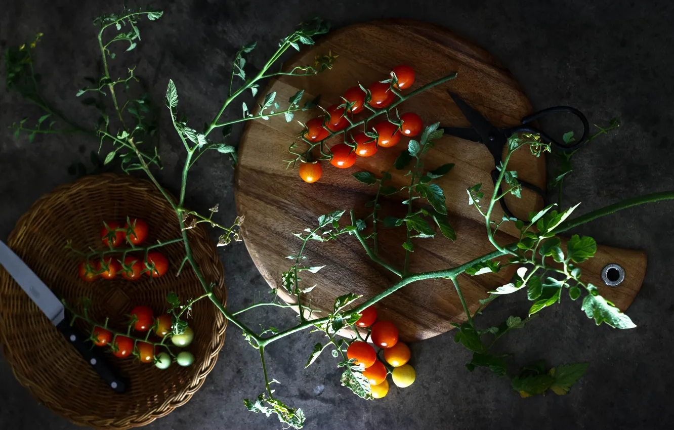 Фото обои темный фон, помидоры, томаты, ножницы