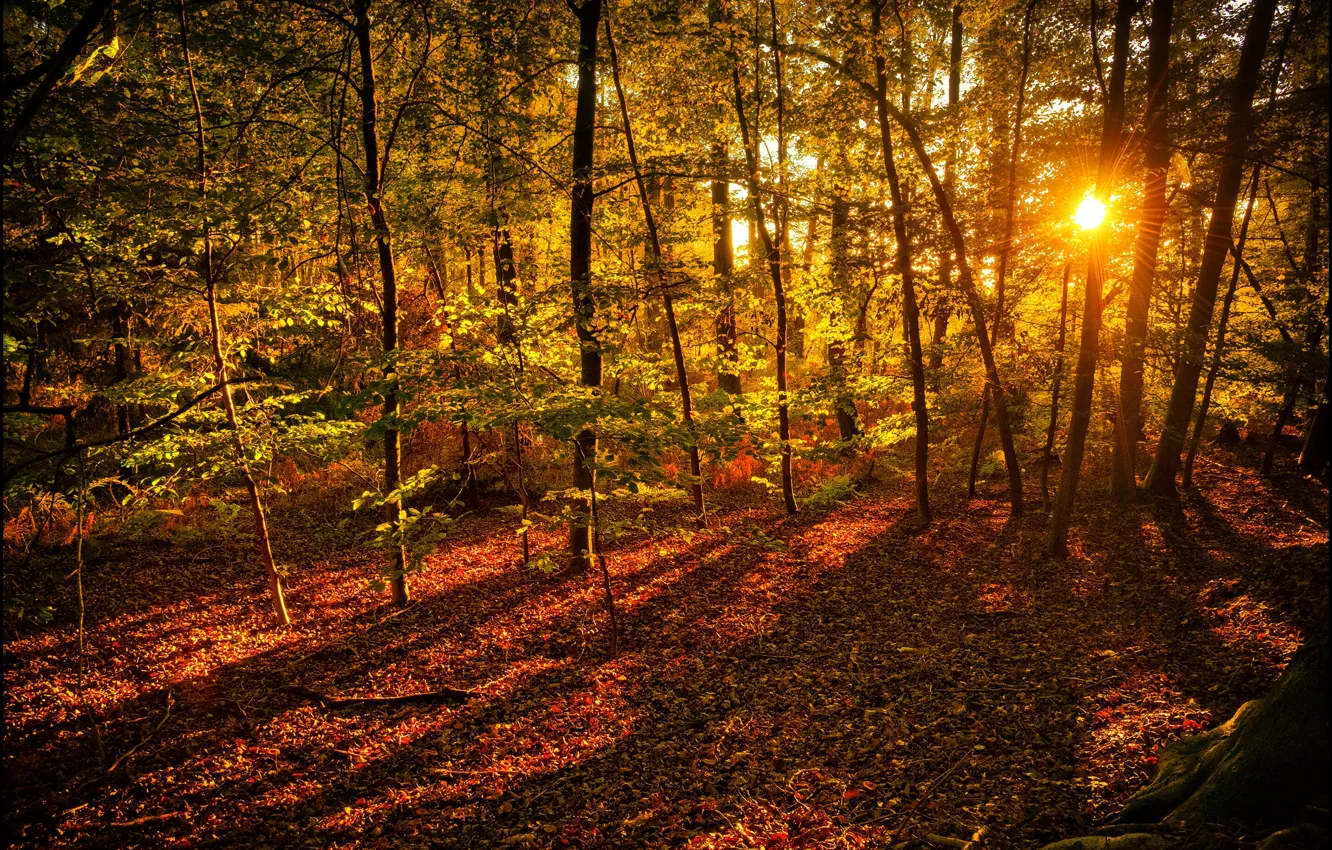 Фото обои осень, лес, листья, солнце, лучи, деревья, желтые