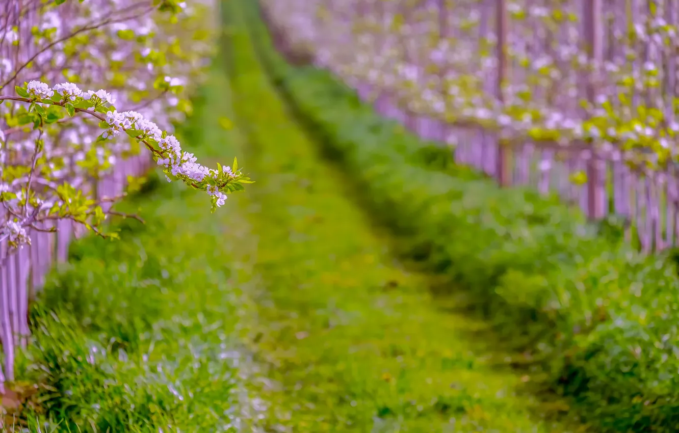 Фото обои лето, трава, ветка, весна, груша, цветение, blossom, холл