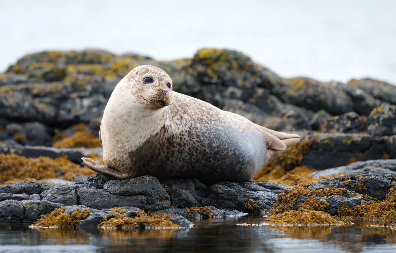 Фото обои seal, rocks, stones