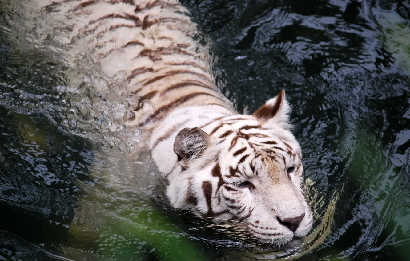 Фото обои белый, вода, тигр